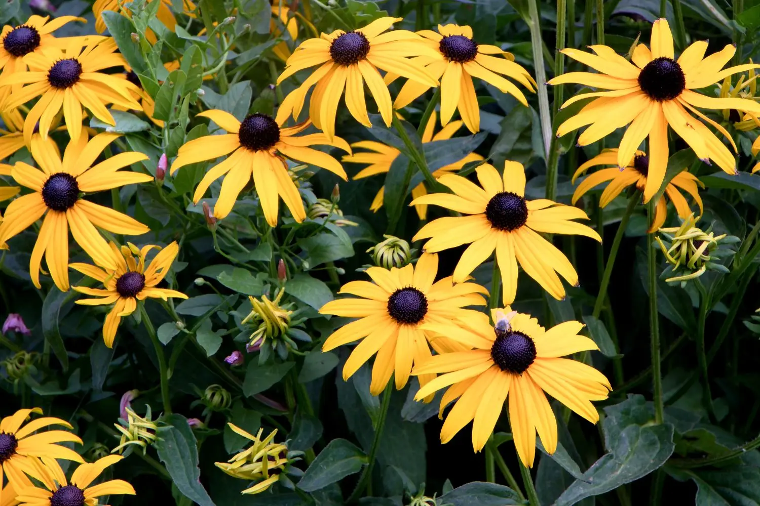When to sow rudbeckia, photo of flowers