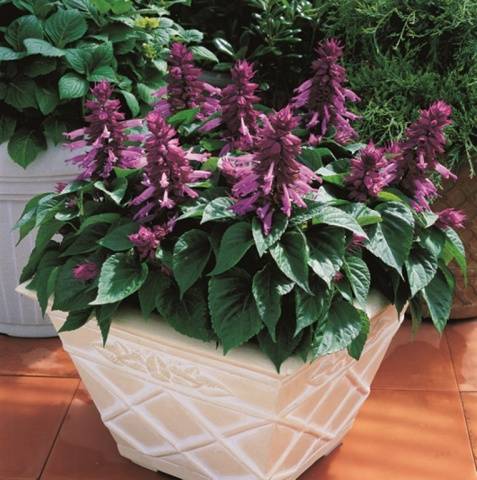 When to sow salvia