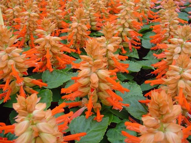 When to sow salvia