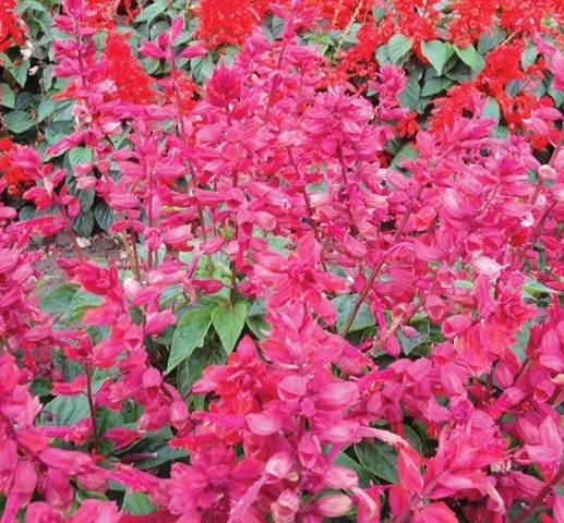 When to sow salvia