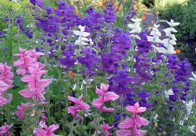 When to sow salvia