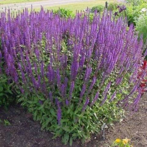 When to sow salvia