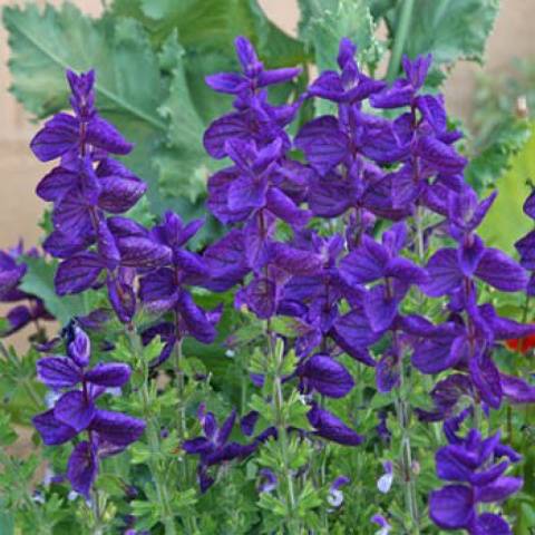 When to sow salvia