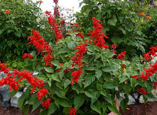 When to sow salvia