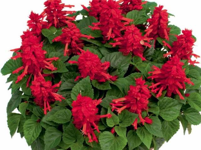 When to sow salvia