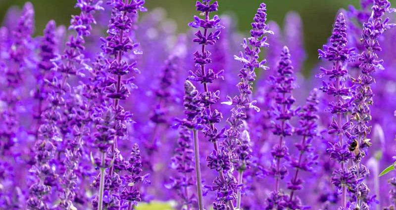 When to sow salvia