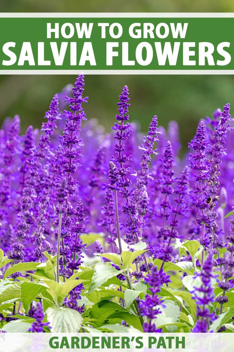 When to sow salvia