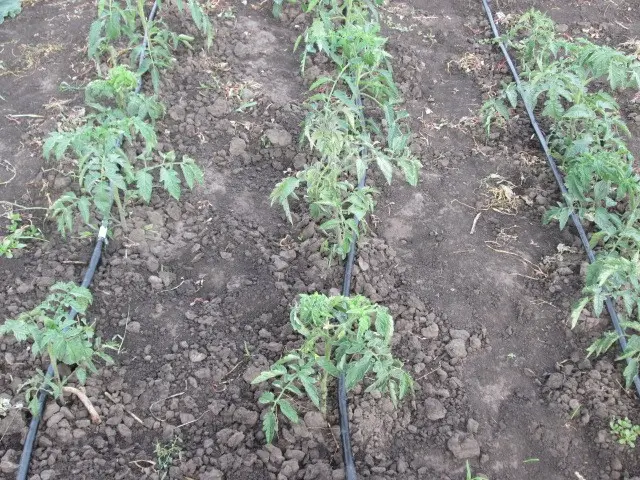 When to spud tomatoes after planting in the ground and is it necessary