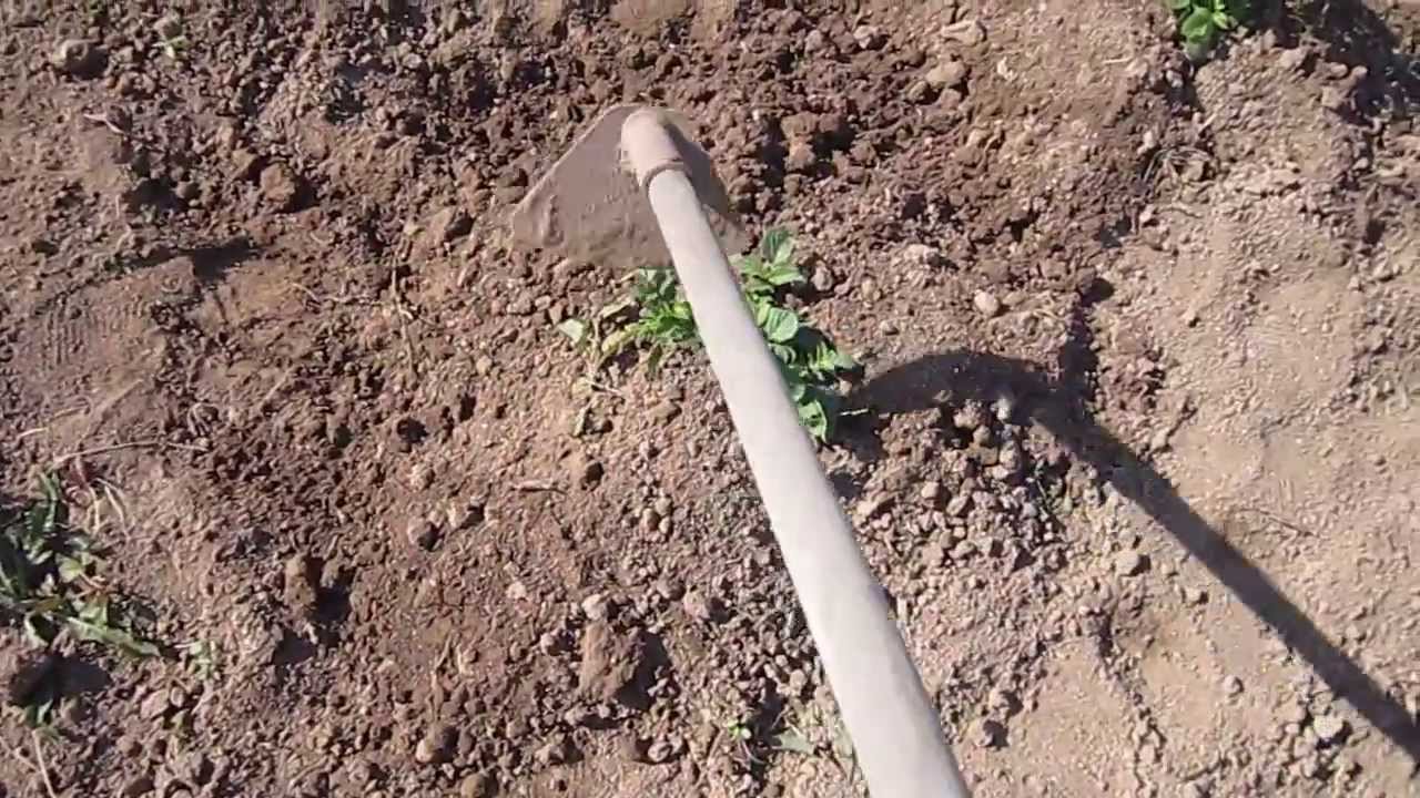 When to spud tomatoes after planting in the ground and is it necessary