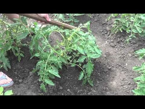 When to spud tomatoes after planting in the ground and is it necessary