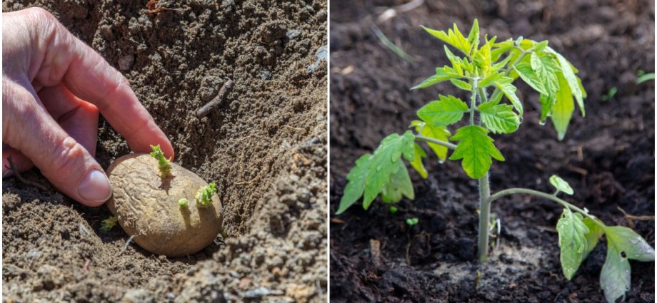 When to spud tomatoes after planting in the ground and is it necessary