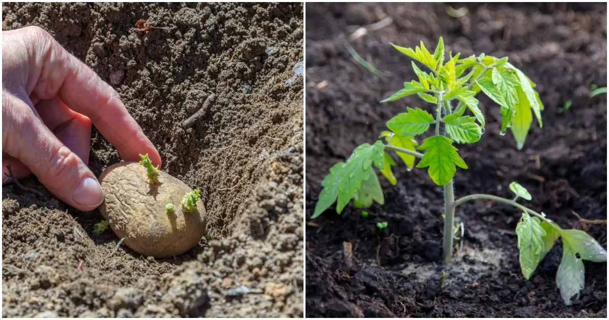 When to spud tomatoes after planting in the ground and is it necessary