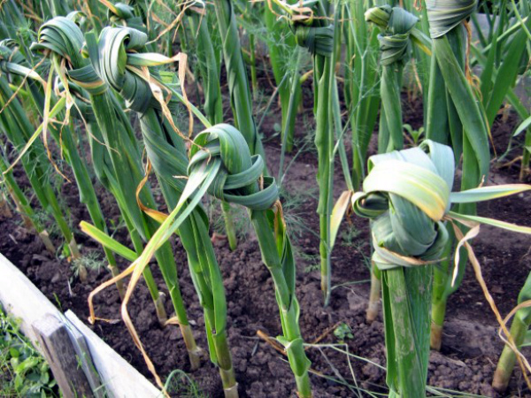 When to tie summer garlic in knots and how to do it right?