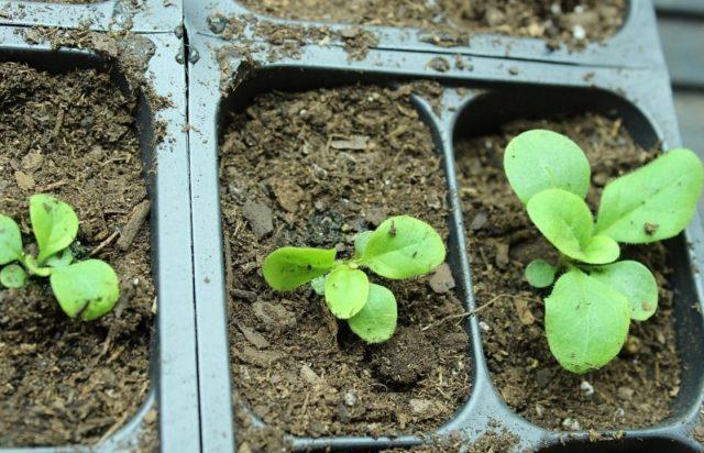 When to transplant a petunia after germination