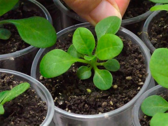 When to transplant a petunia after germination