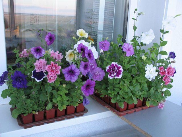 When to transplant a petunia after germination