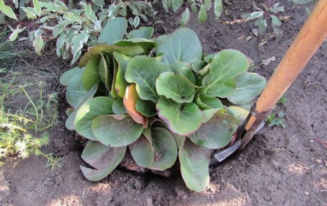 When to transplant bergenia in the fall, care and how to cut for the winter