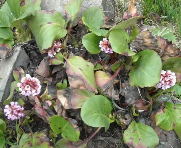 When to transplant bergenia in the fall, care and how to cut for the winter