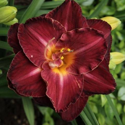 When to transplant daylilies