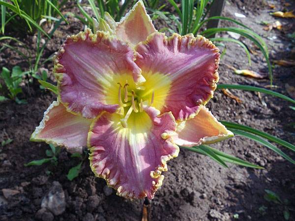 When to transplant daylilies