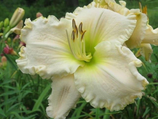 When to transplant daylilies