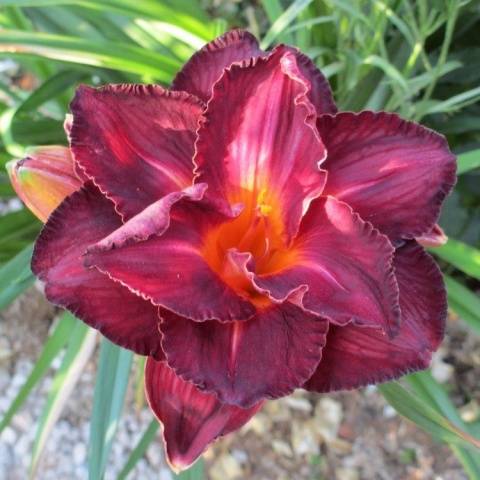 When to transplant daylilies