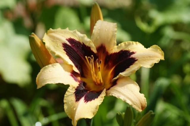 When to transplant daylilies