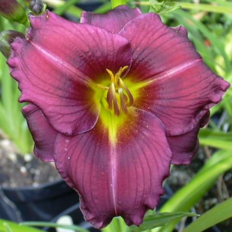 When to transplant daylilies