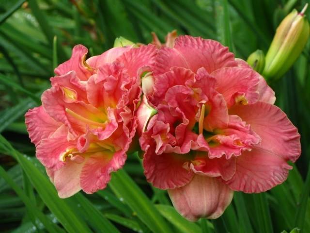 When to transplant daylilies