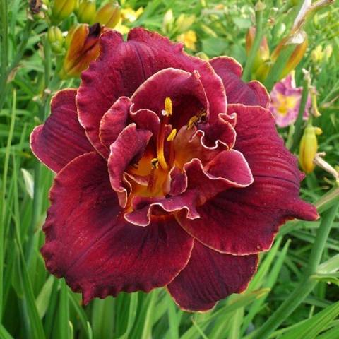 When to transplant daylilies