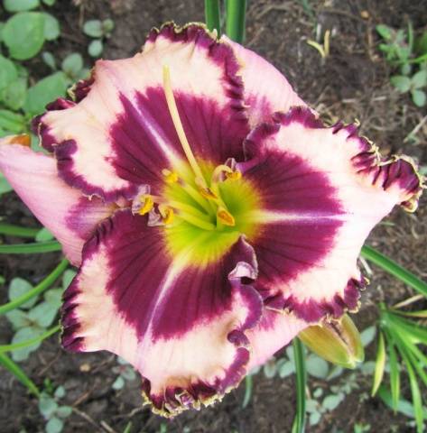 When to transplant daylilies