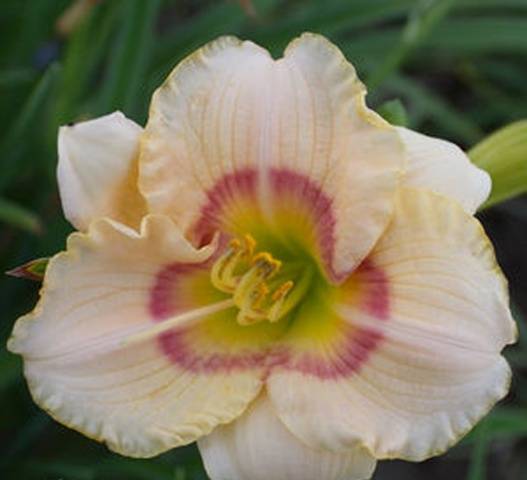 When to transplant daylilies