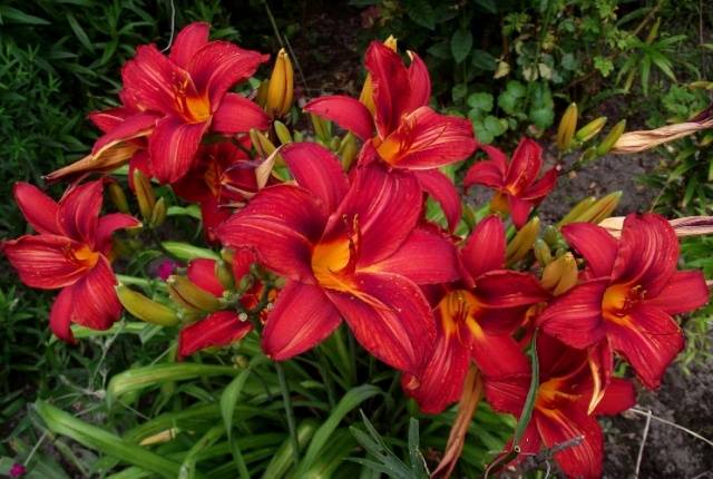 When to transplant daylilies