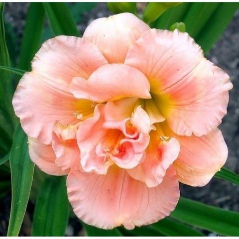 When to transplant daylilies