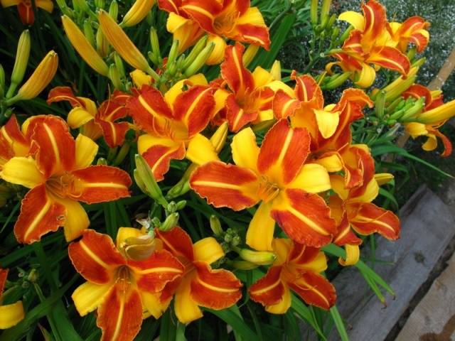 When to transplant daylilies