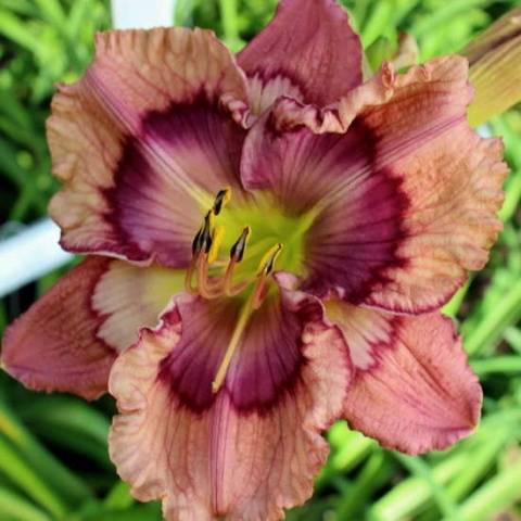 When to transplant daylilies