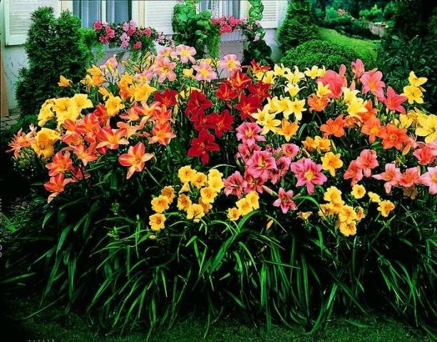 When to transplant daylilies