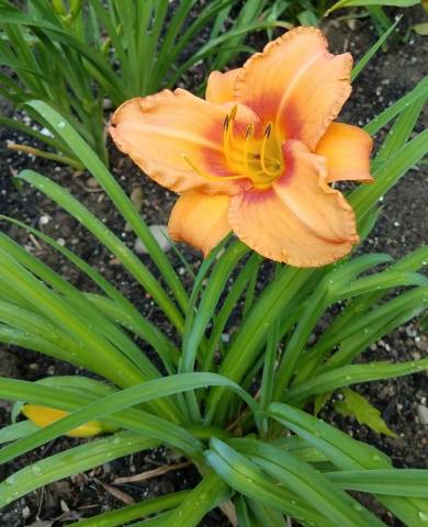 When to transplant daylilies