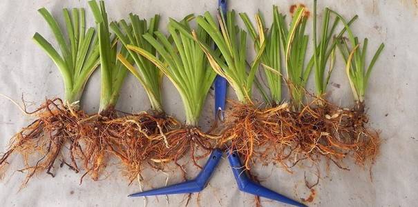 When to transplant daylilies