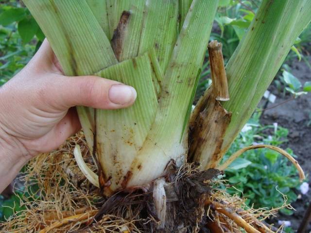 When to transplant daylilies