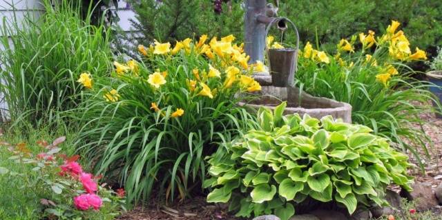 When to transplant daylilies