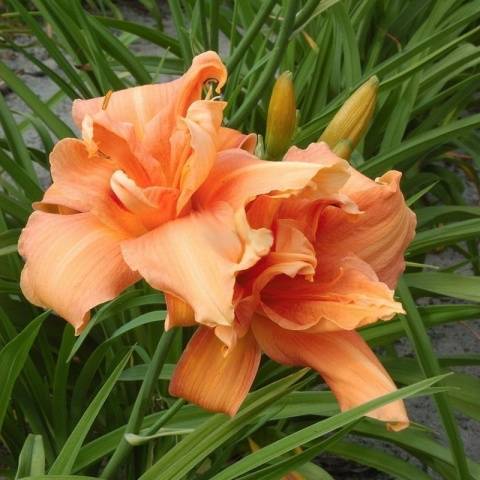 When to transplant daylilies