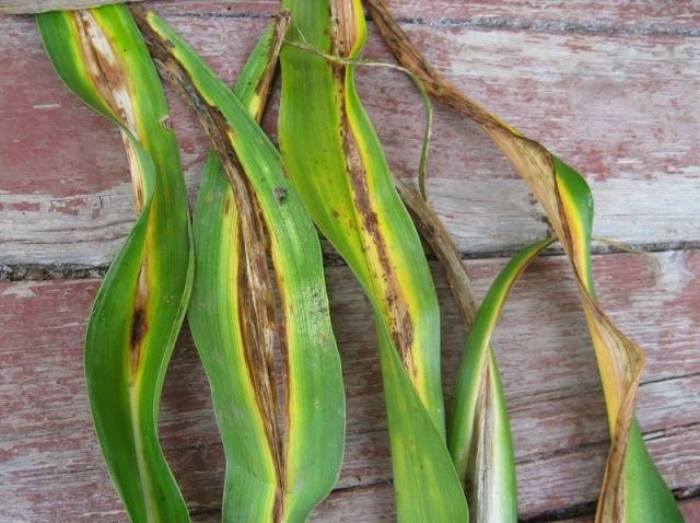 When to transplant daylilies