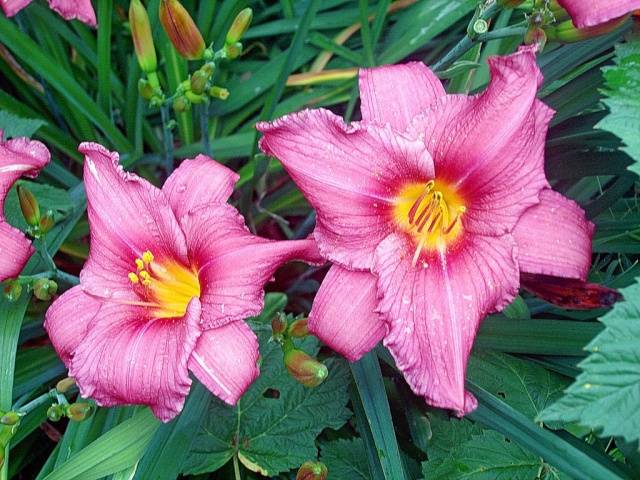 When to transplant daylilies