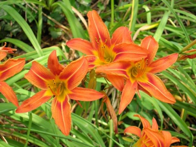 When to transplant daylilies