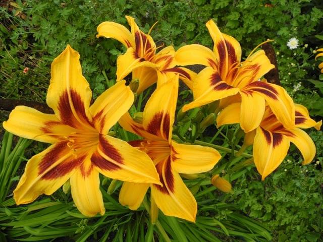 When to transplant daylilies