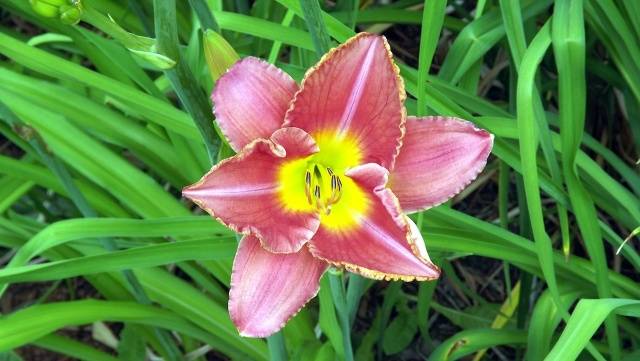 When to transplant daylilies