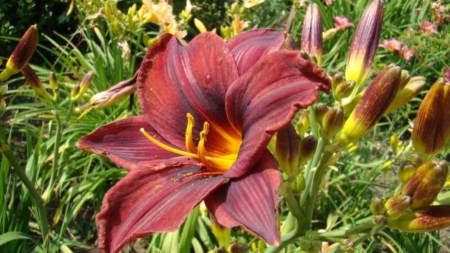 When to transplant daylilies