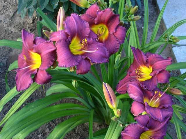 When to transplant daylilies