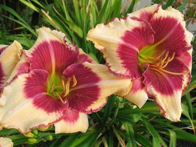 When to transplant daylilies